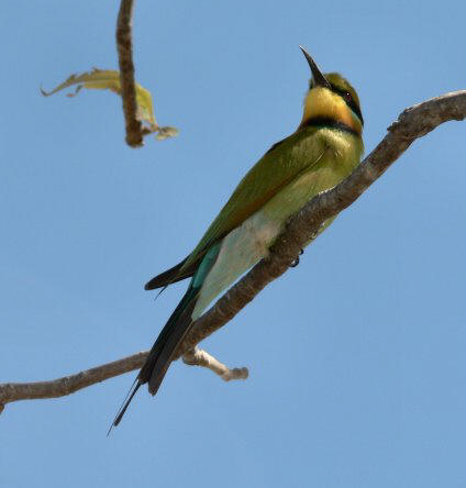 rainbowbeeeater-2OF3 088.JPG